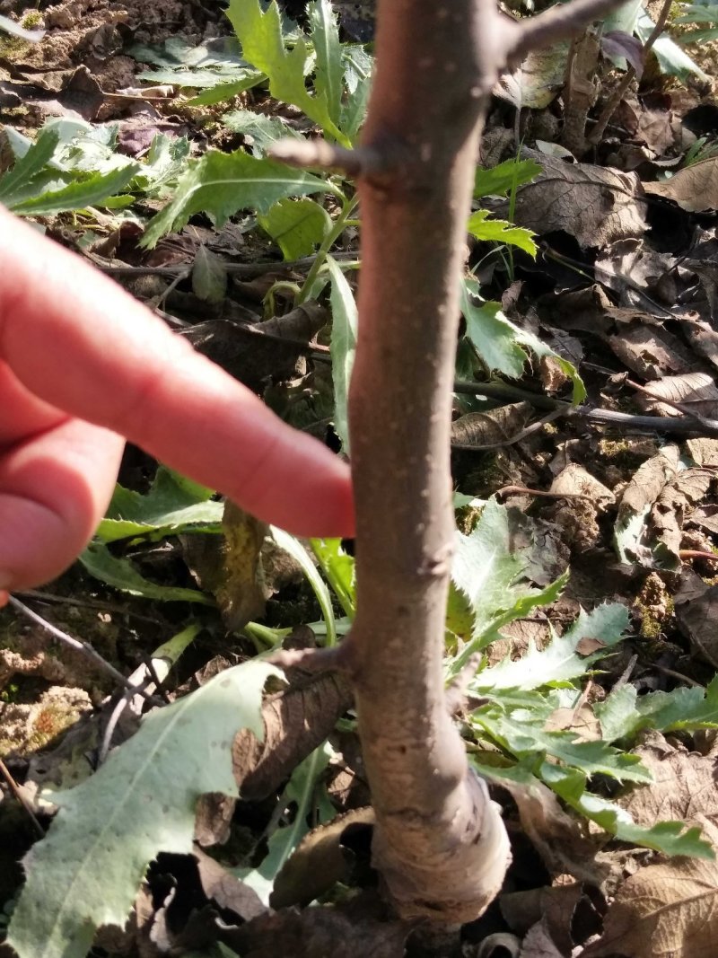 出售花牛苹果树苗天汪90-100cm