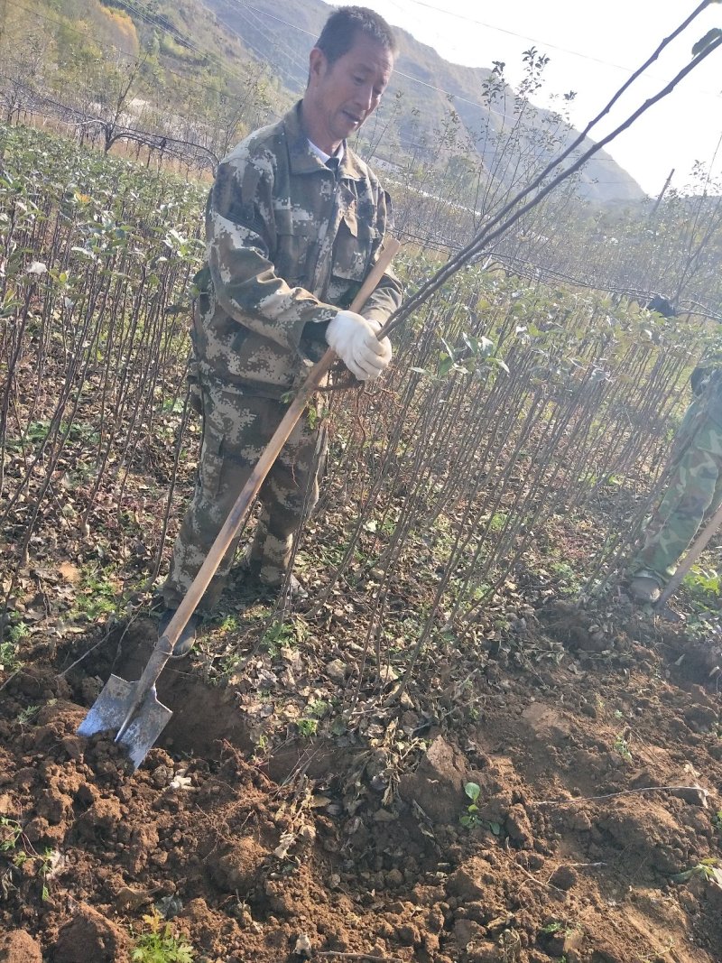 出售花牛苹果树苗天汪90-100cm