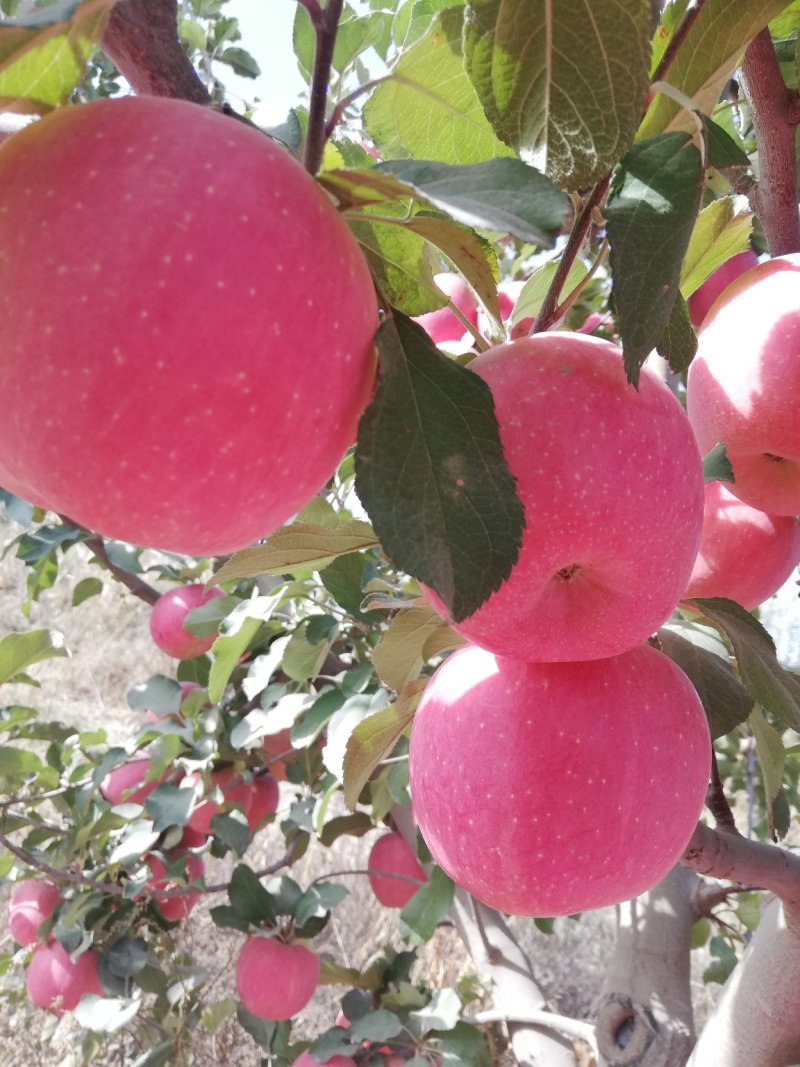 新疆阿克苏糖心苹果大量上市欢迎订购量大从优皮薄无渣酸甜可口