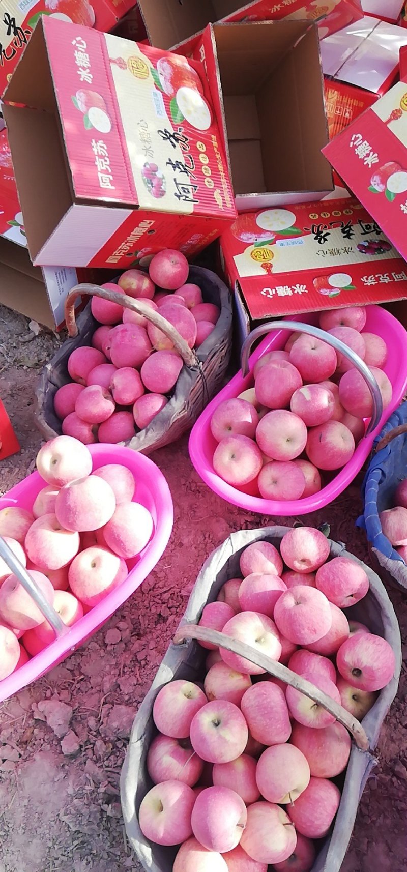 新疆阿克苏糖心苹果大量上市欢迎订购量大从优皮薄无渣酸甜可口