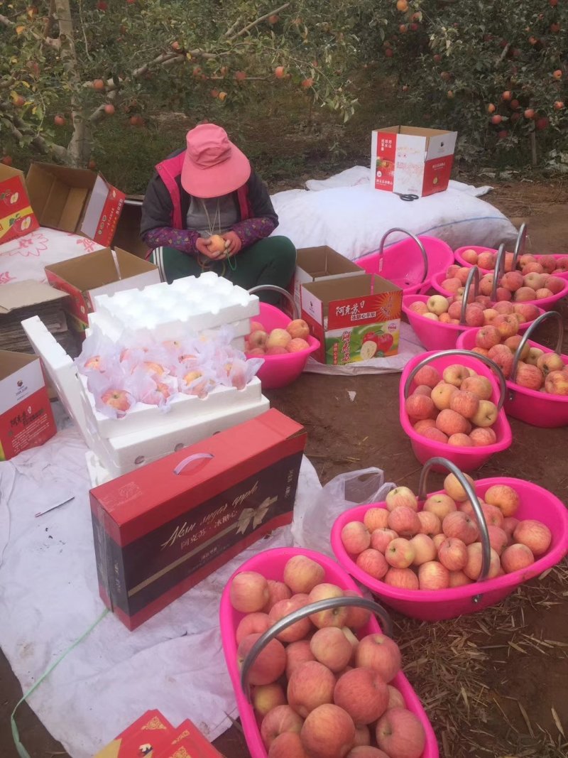 新疆阿克苏糖心苹果大量上市欢迎订购量大从优皮薄无渣酸甜可口