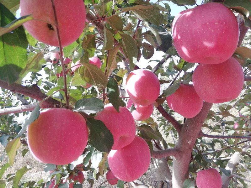 新疆阿克苏糖心苹果大量上市欢迎订购量大从优皮薄无渣酸甜可口