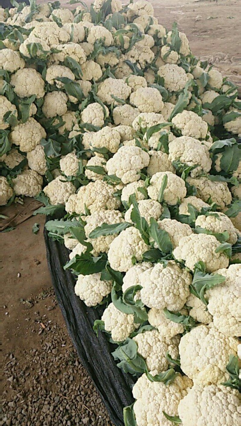 山东有机花菜加工厂跑市场都可以需要可以联系全国发货