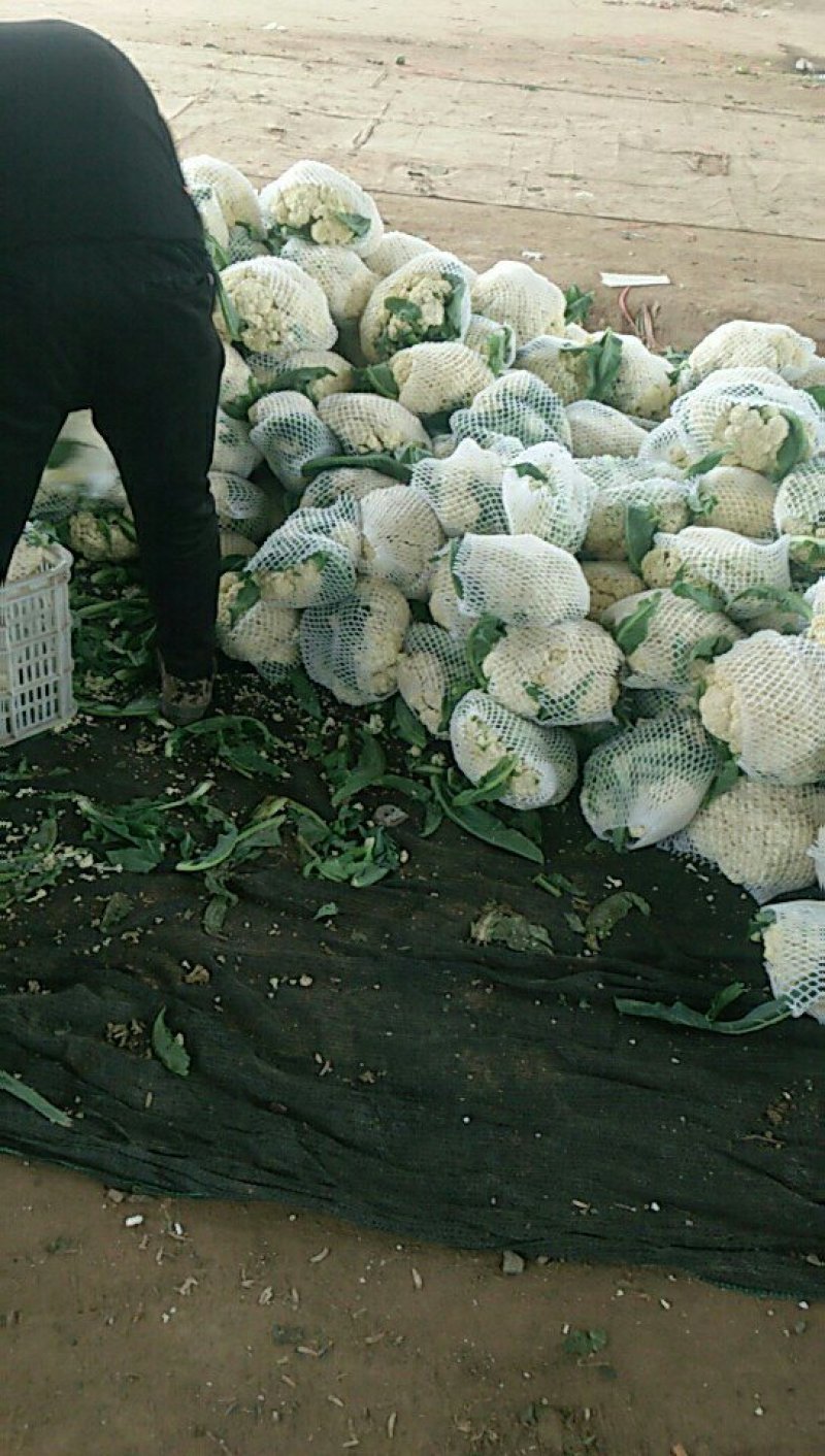 山东有机花菜加工厂跑市场都可以需要可以联系全国发货