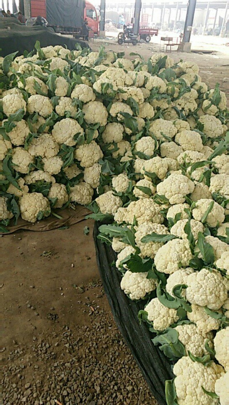 山东有机花菜加工厂跑市场都可以需要可以联系全国发货