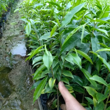 绿化苗木