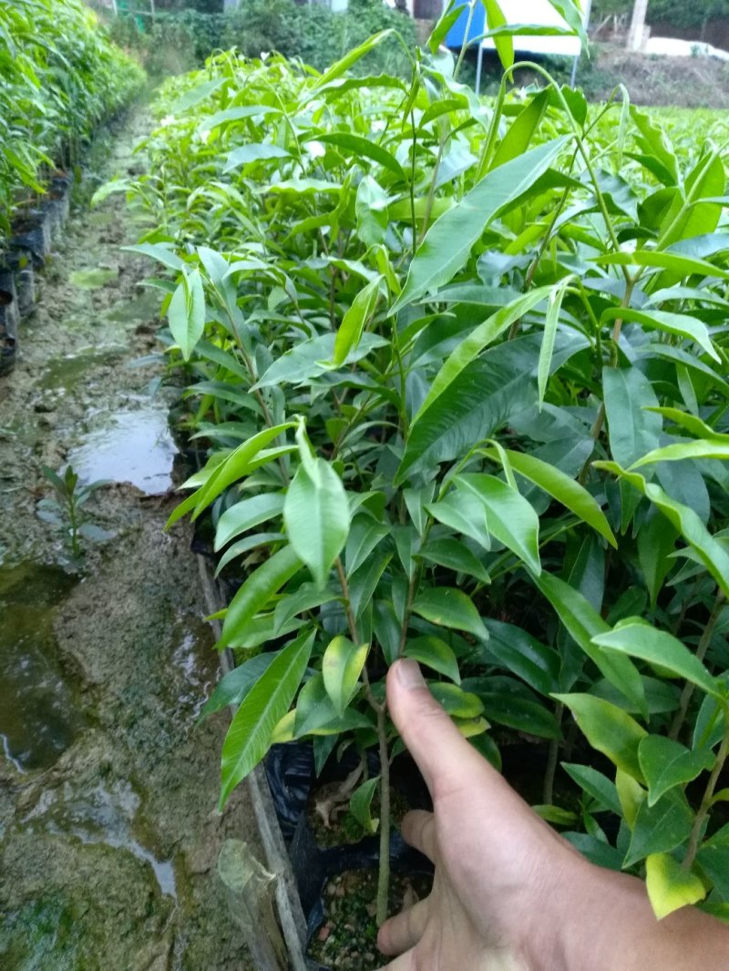 绿化苗木