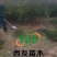 六月红花椒苗，早熟高产，大红花椒树苗，全国可发货