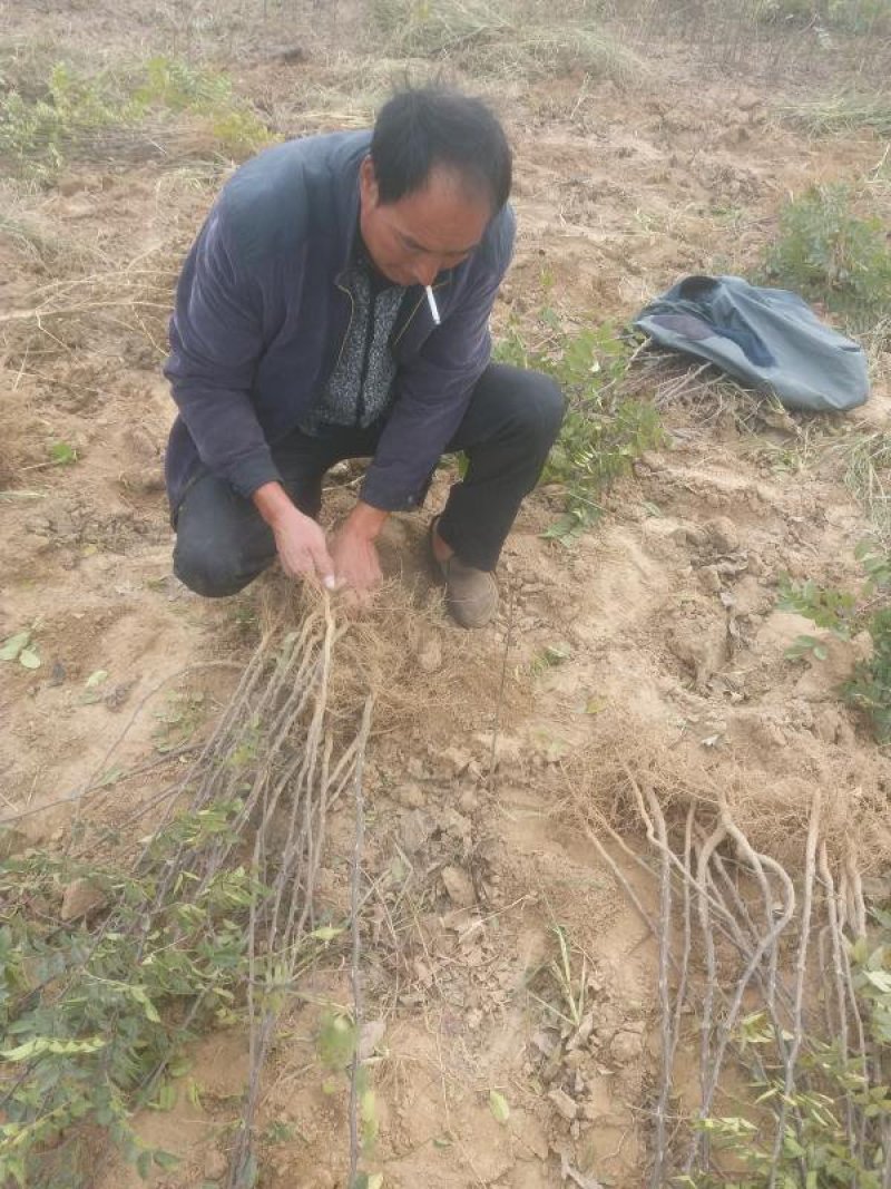 六月红花椒苗，早熟高产，大红花椒树苗，全国可发货