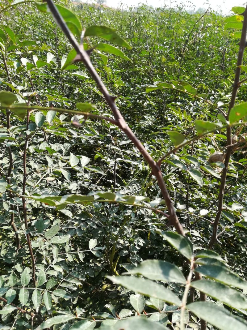 六月红花椒苗，早熟高产，大红花椒树苗，全国可发货