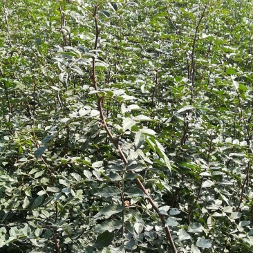 六月红花椒苗，早熟高产，大红花椒树苗，全国可发货