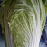 大白菜