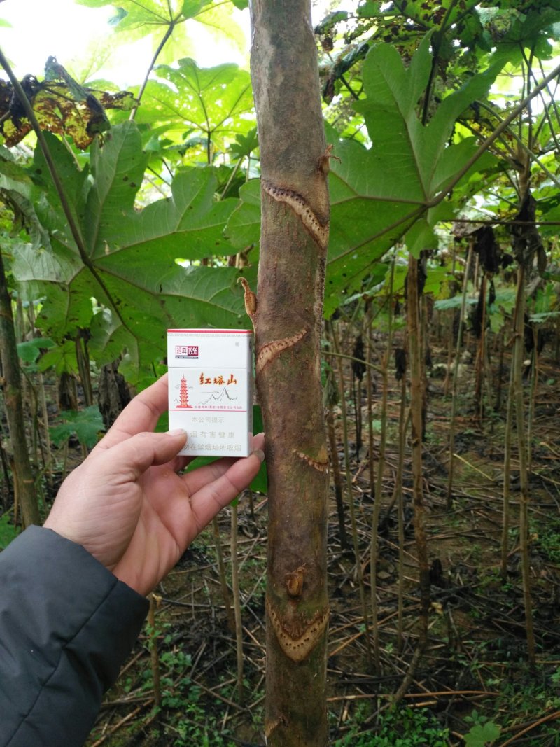 通草桩苗湖南湘西大通草苗质量保证可线上交易