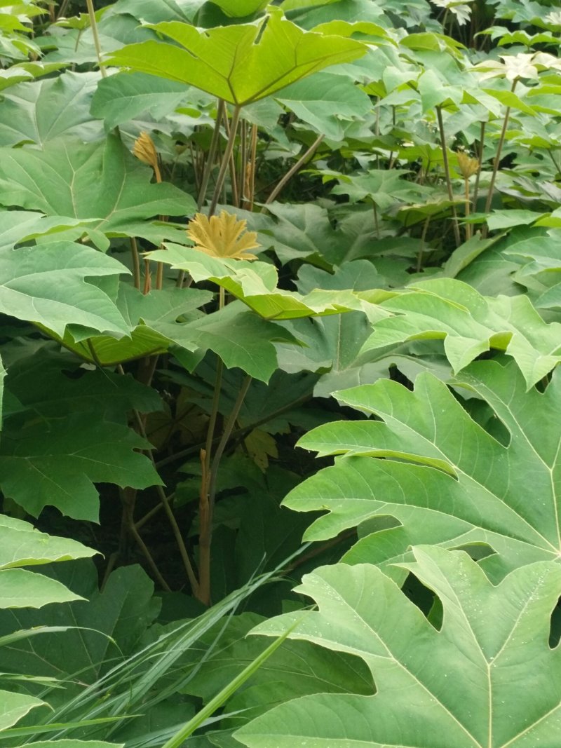 通草桩苗湖南湘西大通草苗质量保证可线上交易