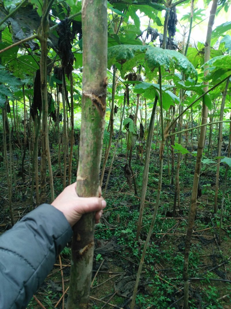 通草桩苗湖南湘西大通草苗质量保证可线上交易
