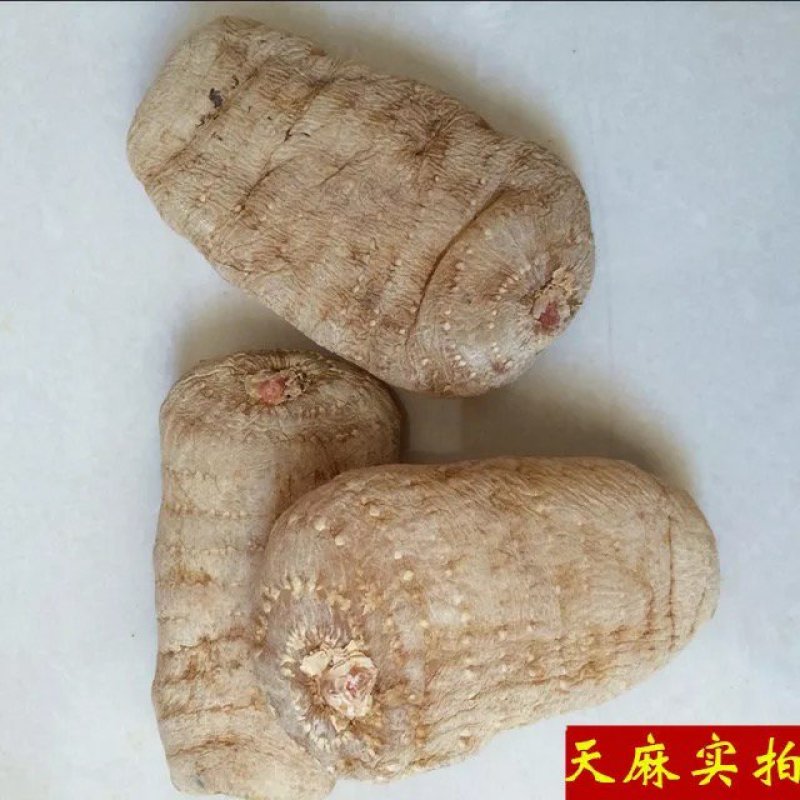 云南天麻