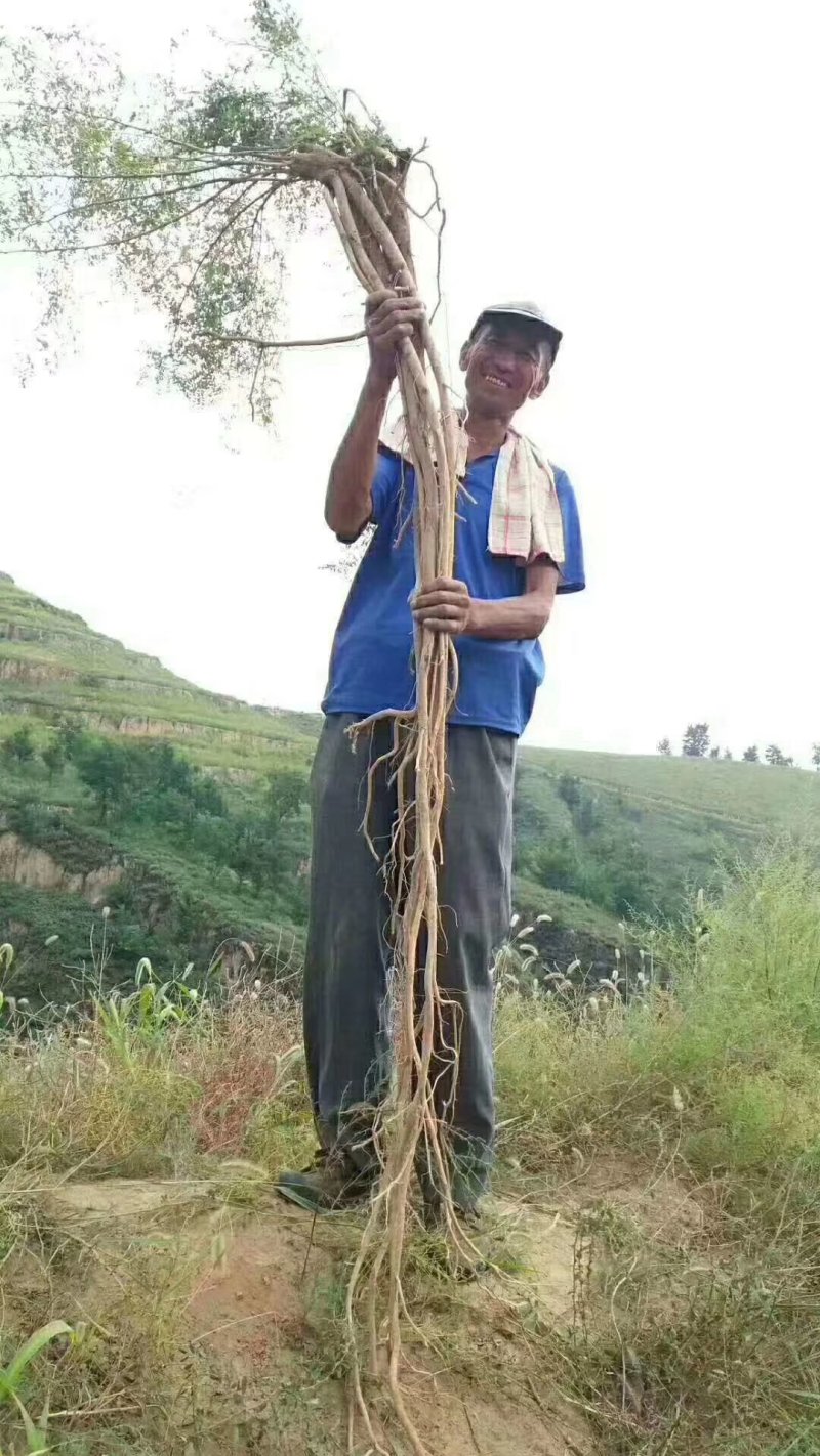正宗黄芪随时有货价格美丽品质保证