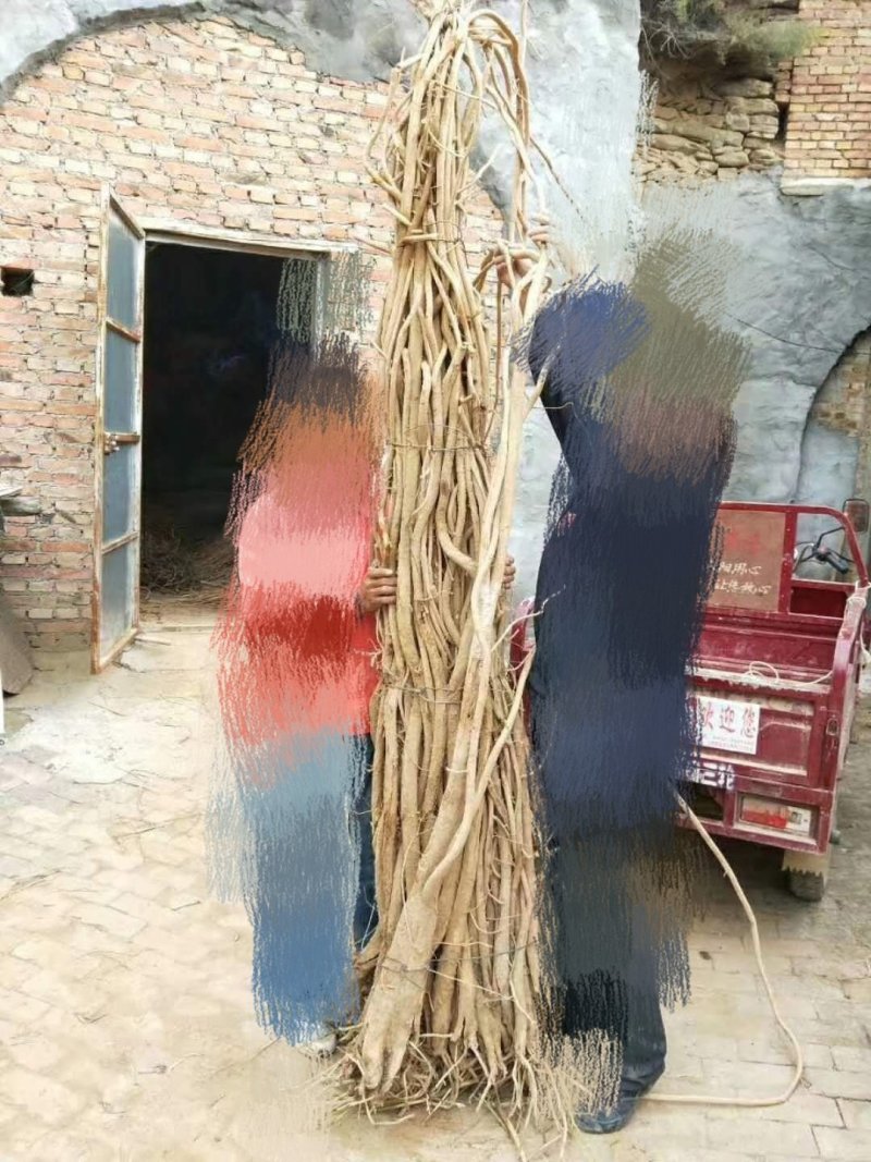 正宗黄芪随时有货价格美丽品质保证