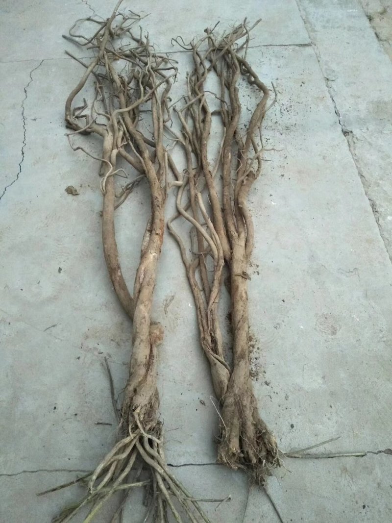 正宗黄芪随时有货价格美丽品质保证
