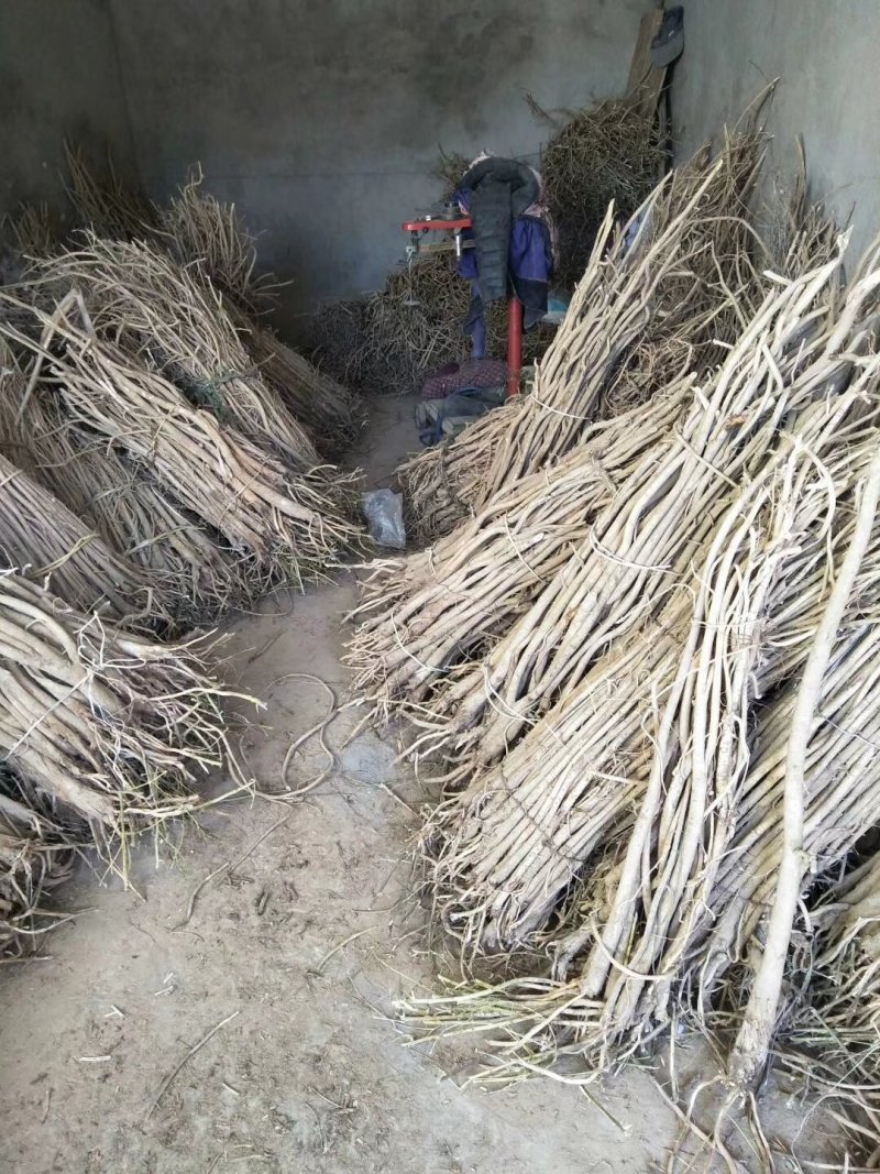 正宗黄芪随时有货价格美丽品质保证