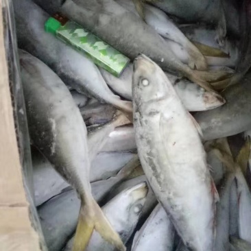 巴浪鱼