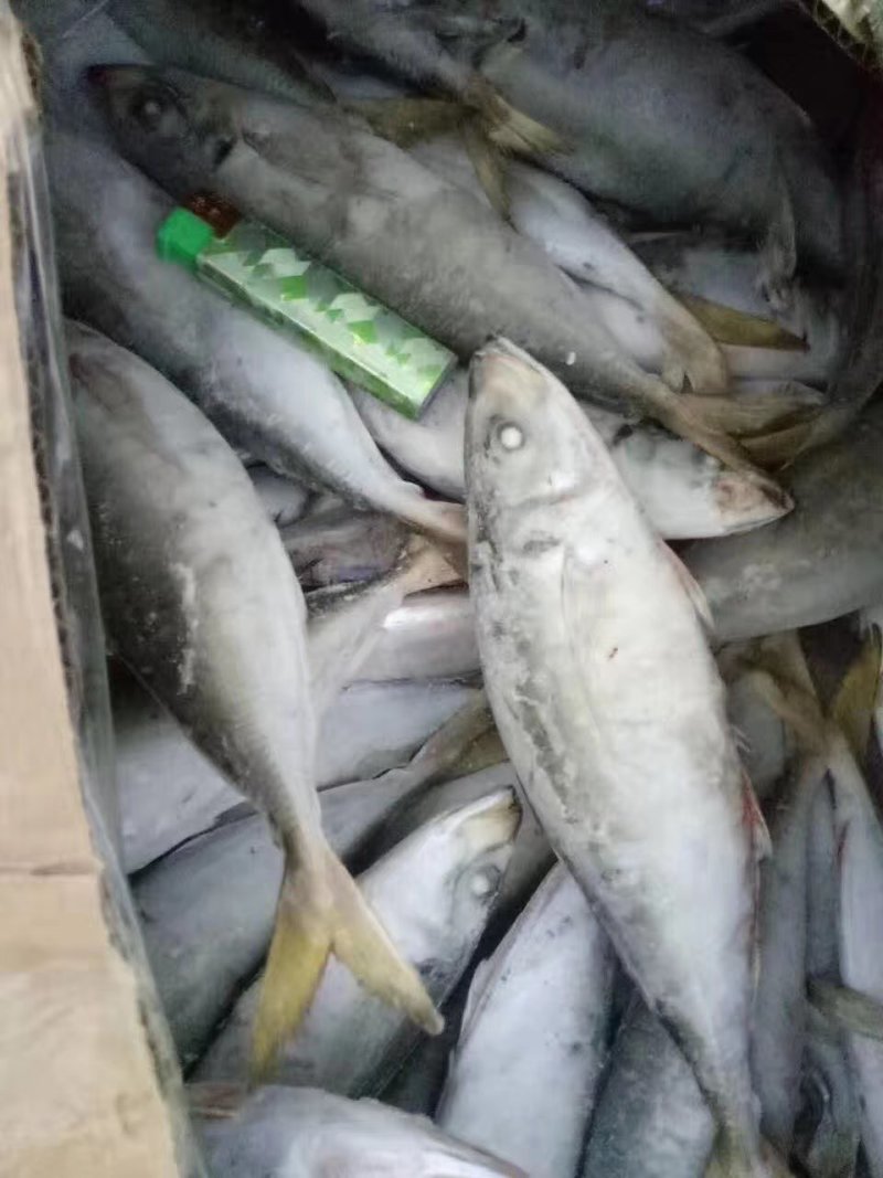 巴浪鱼