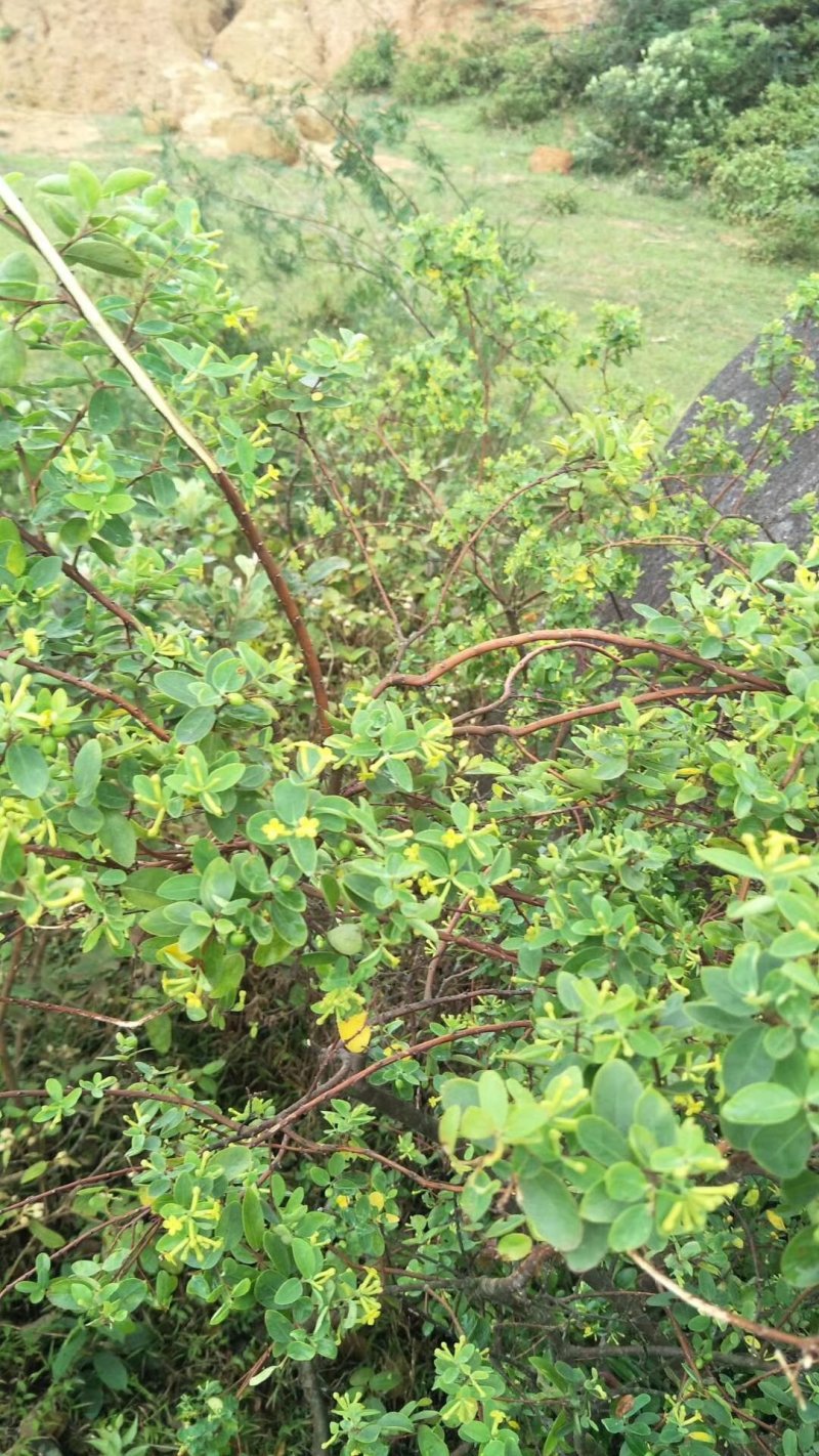 了哥王，九信菜，鸡子麻，山黄皮，鸡杧头，南岭荛花，蒲仑等