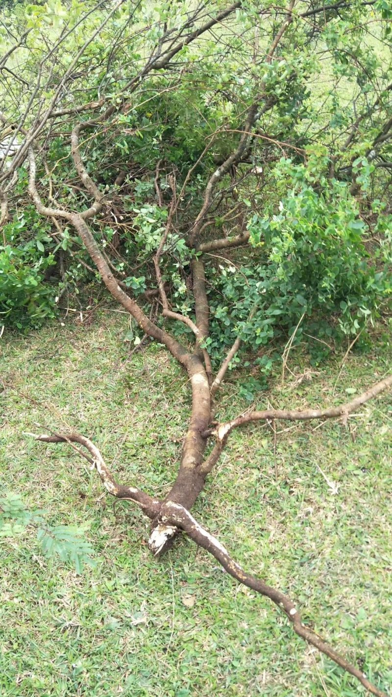 了哥王，九信菜，鸡子麻，山黄皮，鸡杧头，南岭荛花，蒲仑等