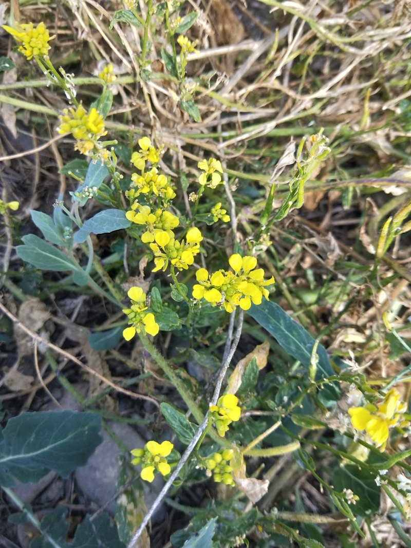 草原鹅