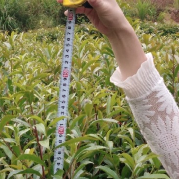 杜英靓苗，地苗，袋苗！诚信可靠！欢迎来电！
