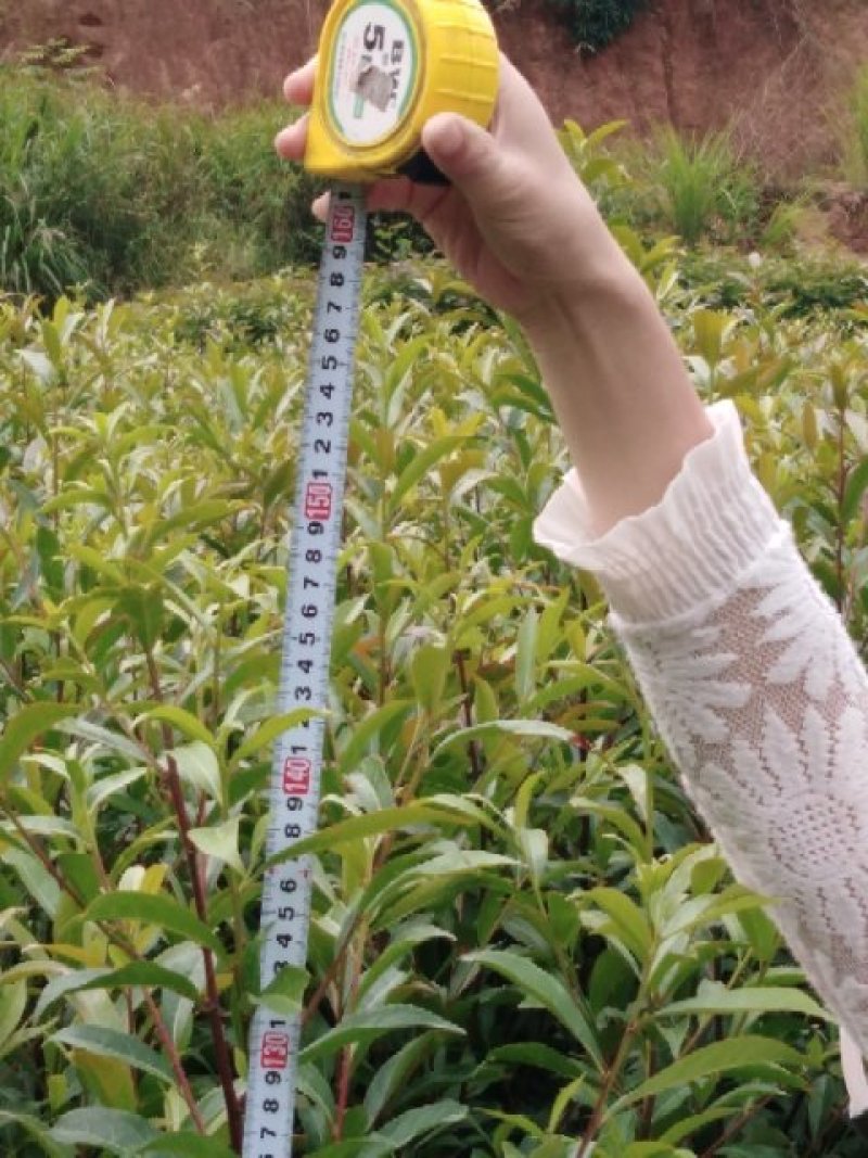 杜英靓苗，地苗，袋苗！诚信可靠！欢迎来电！
