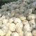 白面青梗松花菜净花质量**，欢迎各位老板联系