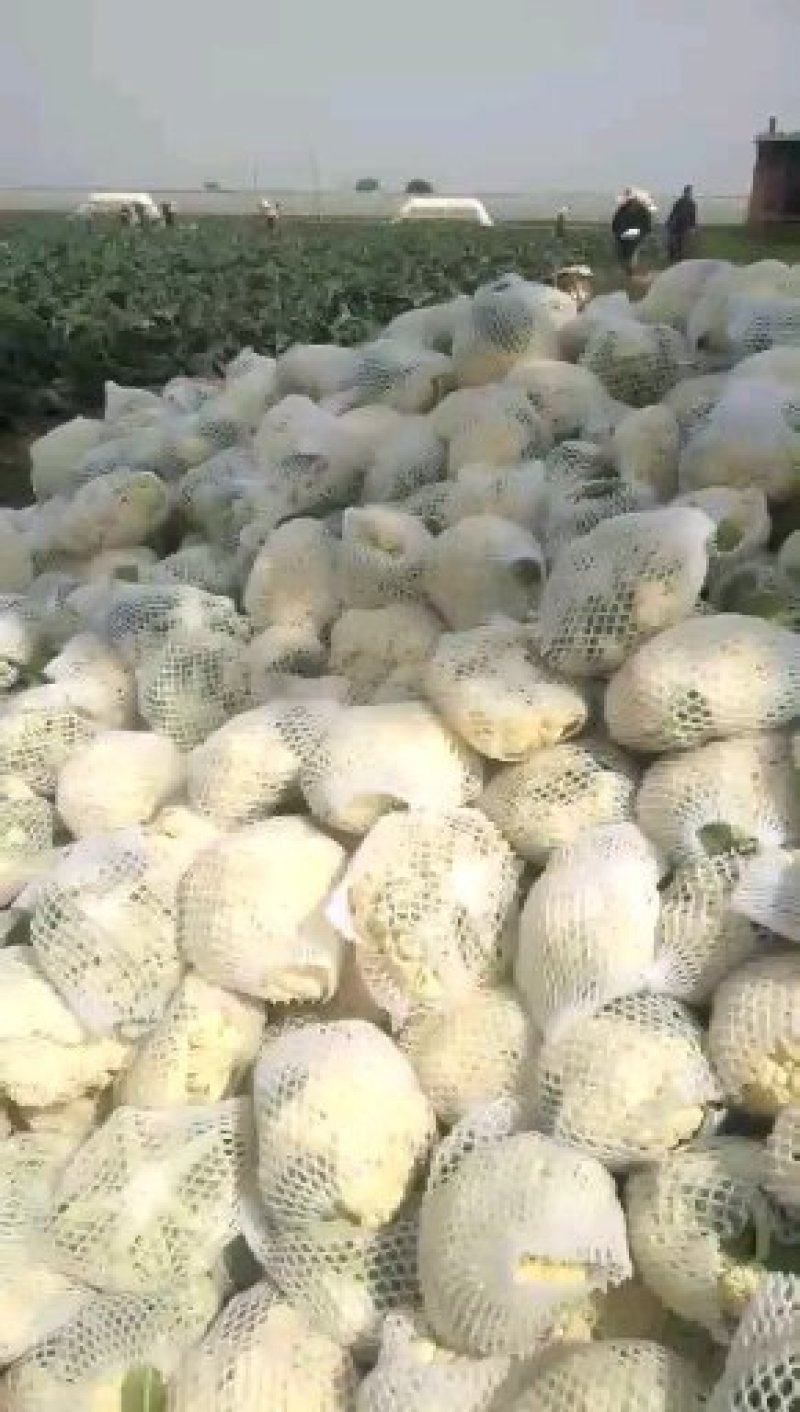 白面青梗松花菜净花质量**，欢迎各位老板联系