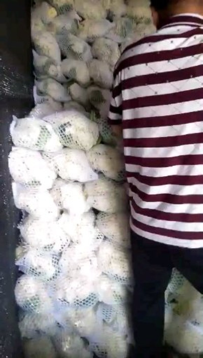白面青梗松花菜净花质量**，欢迎各位老板联系