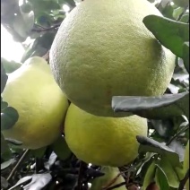 江永香柚