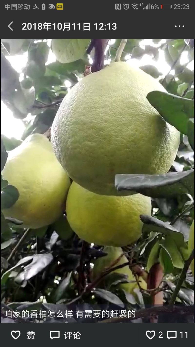 江永香柚