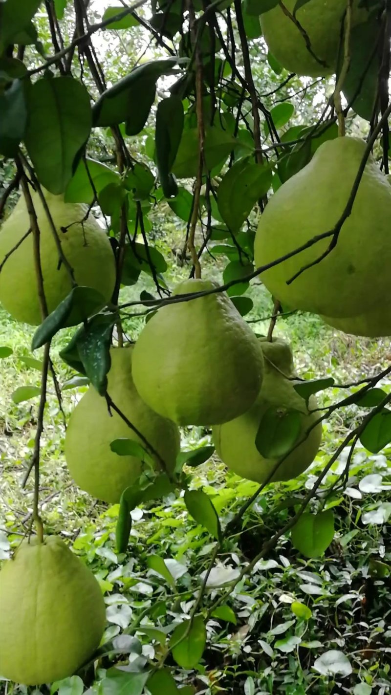 江永香柚