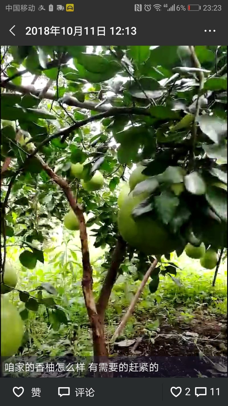 江永香柚