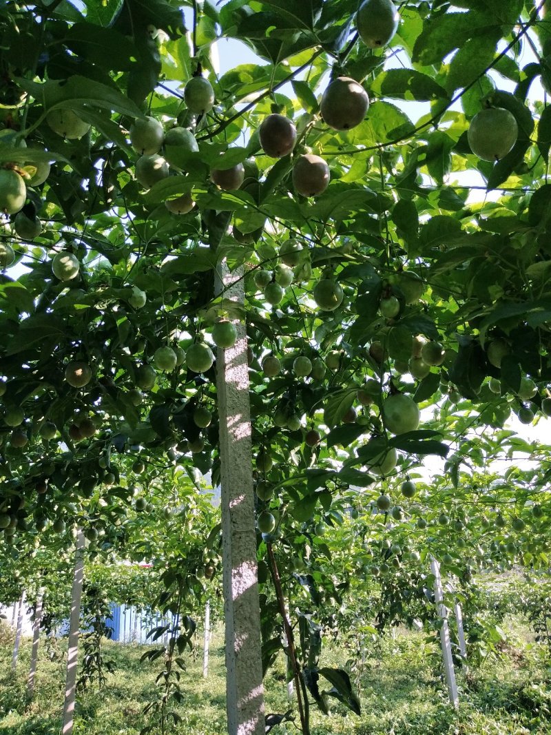 高山百香果正式上市
