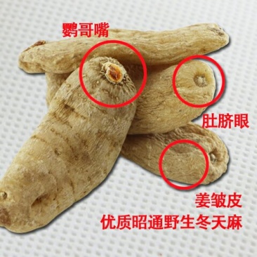 野生天麻