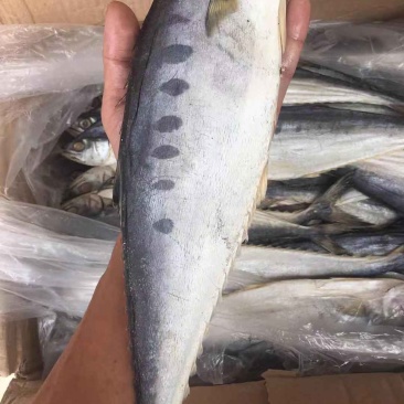 马鲛鱼鲅鱼