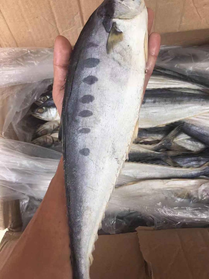 马鲛鱼鲅鱼