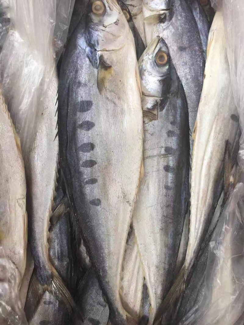 马鲛鱼鲅鱼