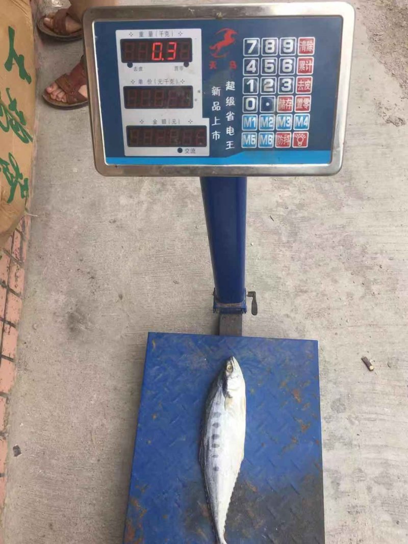 马鲛鱼鲅鱼