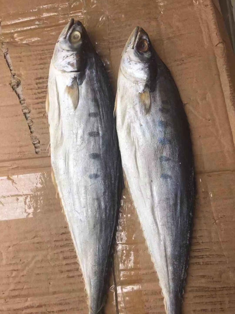 马鲛鱼鲅鱼