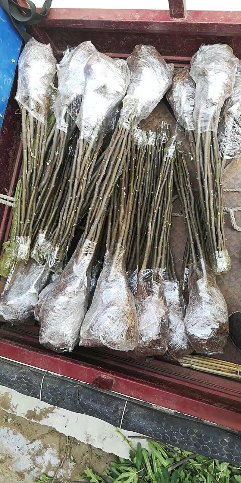 沙拐枣苗沙拐枣家庭后院盆栽种植成活率高产量高甜蜜好吃