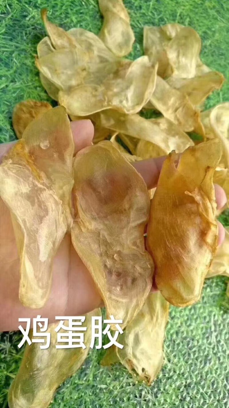各种鱼胶