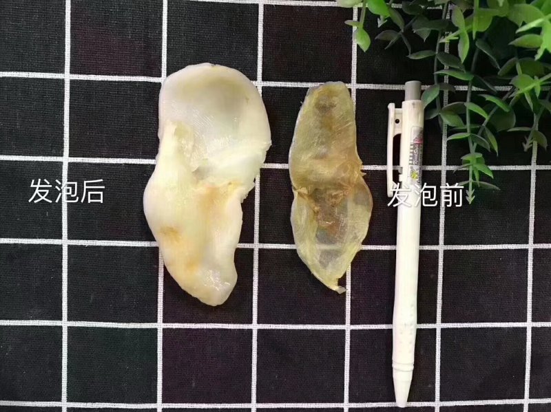 各种鱼胶