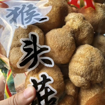 猴头菇
