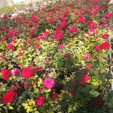 钻石玫瑰🌹长寿花
